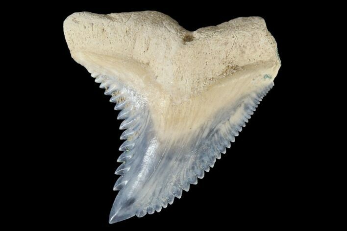 Fossil Shark Tooth (Hemipristis) - Bone Valley, Florida #113816